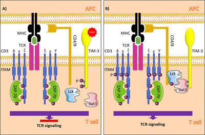 TIM-3 in Leukemia; Immune Response and Beyond